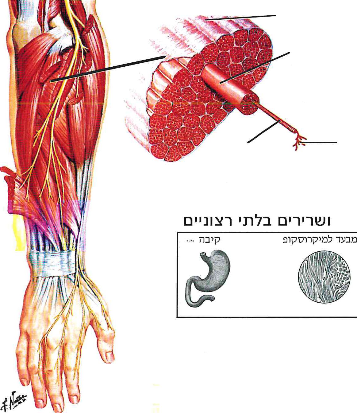 חלקי השריר